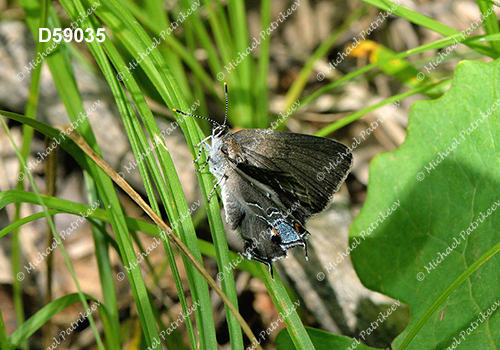 Hickory Hairstreak (Satyrium caryaevorus)